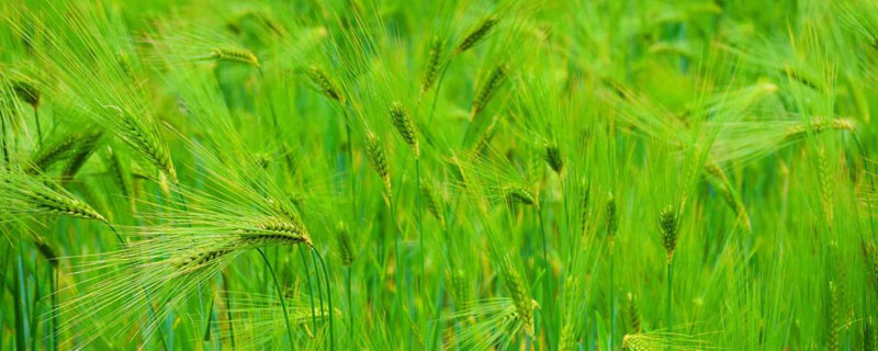 干旱地區適合種植什么