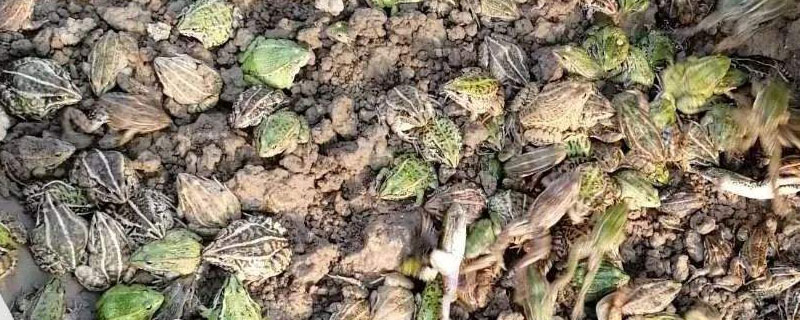 養(yǎng)殖黑斑蛙多久可以上市