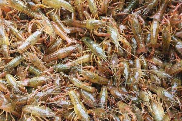 小龍蝦養殖吧開個小龍蝦養殖場要多少成本