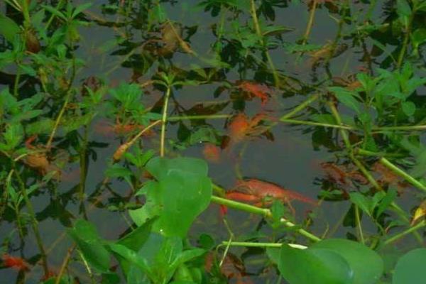 小龍蝦養殖吧開個小龍蝦養殖場要多少成本