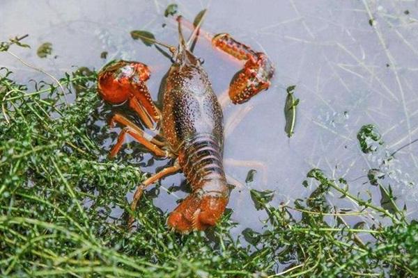 小龍蝦養殖吧開個小龍蝦養殖場要多少成本