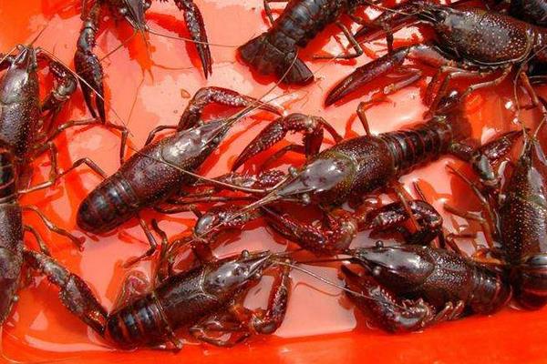 小龍蝦養殖吧開個小龍蝦養殖場要多少成本