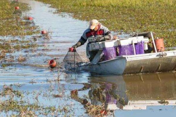 小龍蝦養殖吧開個小龍蝦養殖場要多少成本