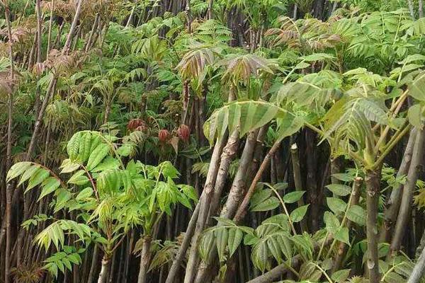 大棚香椿樹的種植方法