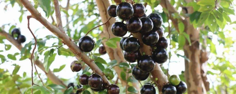 嘉寶果適合在哪里種植