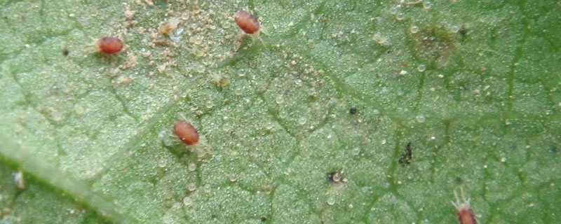 專殺柑橘紅蜘蛛特效藥