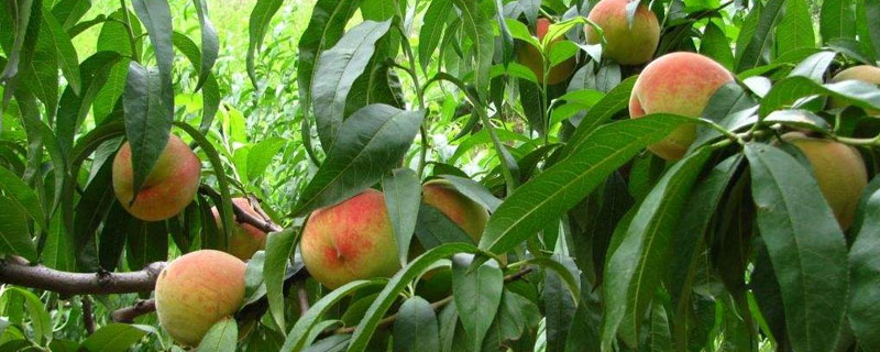 春季桃樹(shù)用什么藥