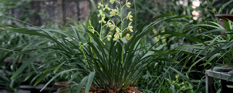 陽臺建蘭的養殖方法