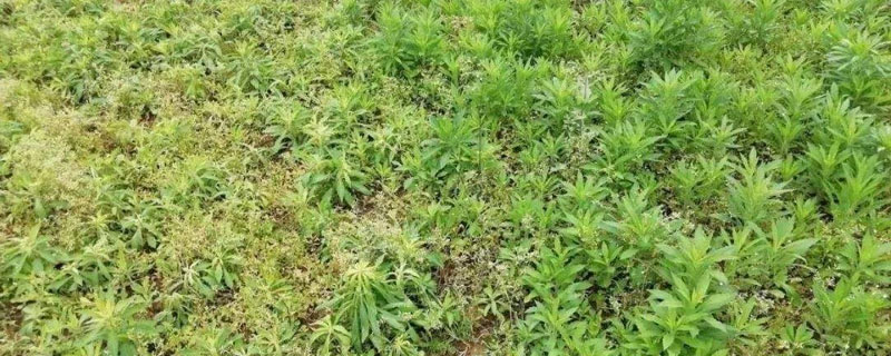 雙氟磺草胺都除什么草