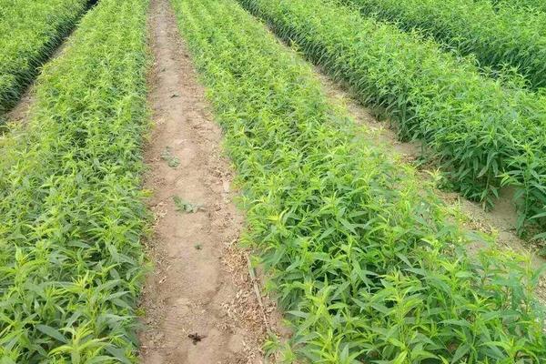 不傷樹苗的除草劑