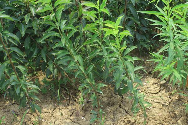 不傷樹苗的除草劑