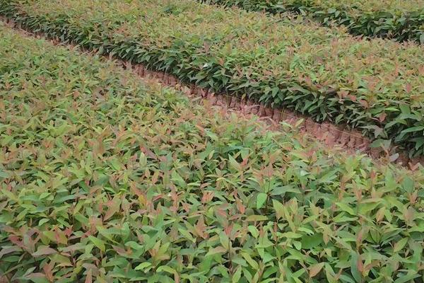 不傷樹苗的除草劑