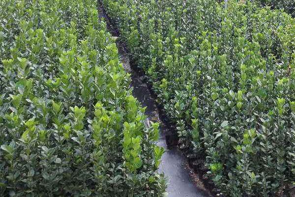 不傷樹苗的除草劑