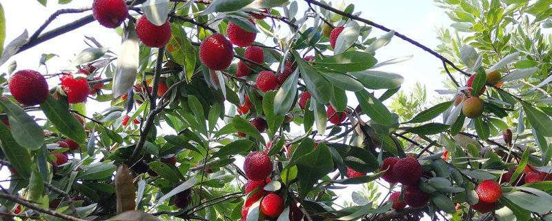 楊梅施肥時間和方法