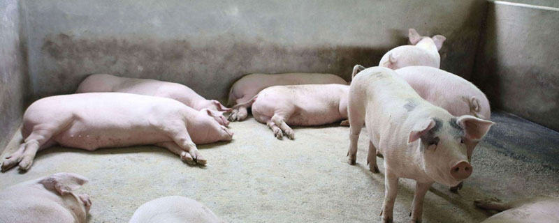 豬場得了非洲豬瘟會全軍覆沒嗎