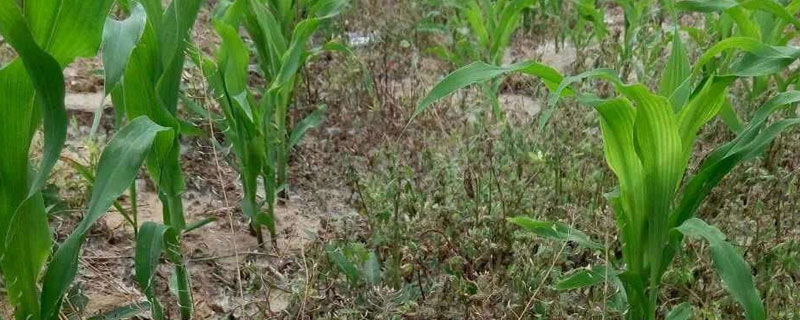 惡草酮除草劑使用范圍