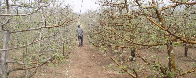 石硫合劑使用時間