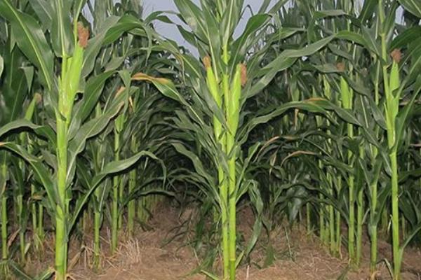滑玉388玉米品種的特征