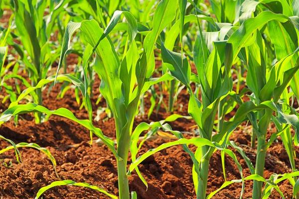 滑玉388玉米品種的特征