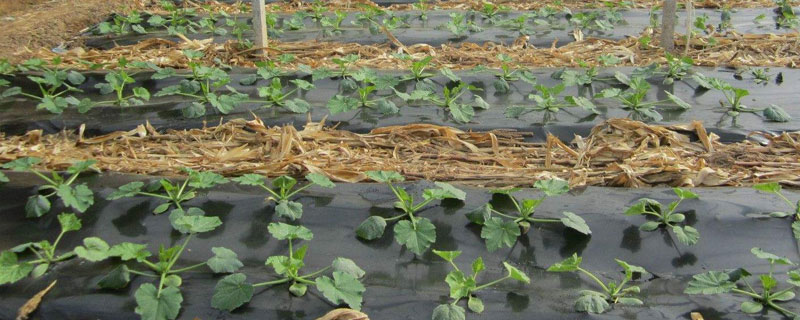 西葫蘆種植密度