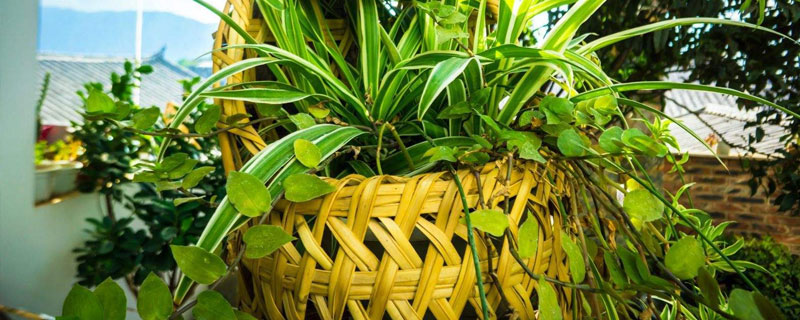 吊草的養殖方法