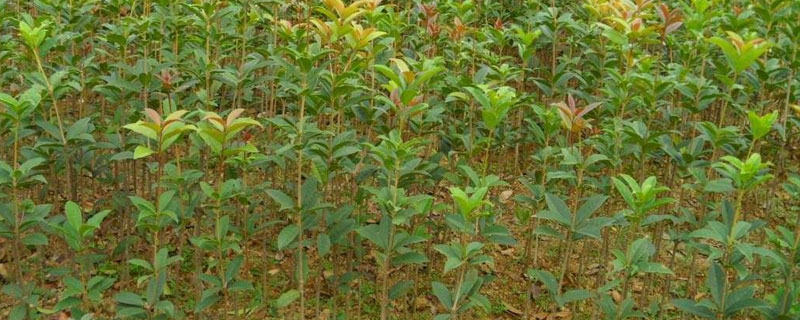 不傷樹苗的除草劑