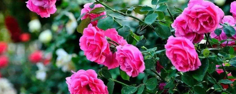 月季花種植方法