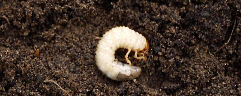 怎樣能殺死土里的蠐螬