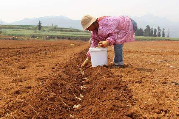 種植生姜用什么肥料