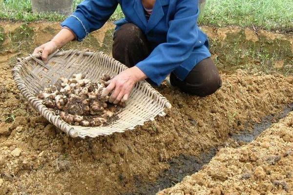 種植生姜用什么肥料