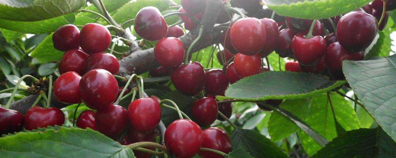 美早大櫻桃的種植技術