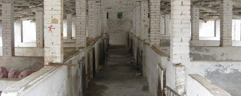 豬場石灰消毒法