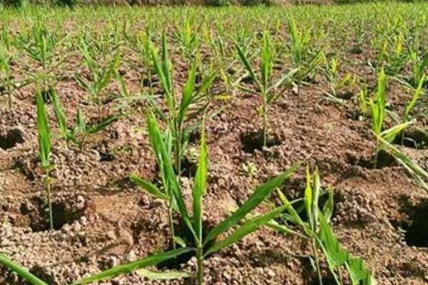 種植生姜用什么肥料