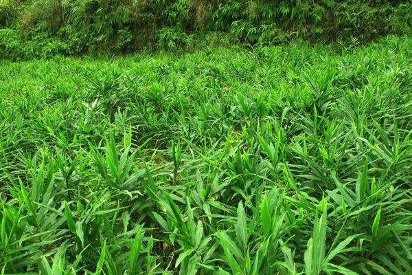 種植生姜用什么肥料