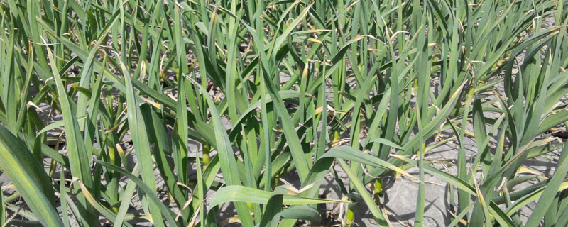 種植蒜苗的收獲,畝產(chǎn)量及畝收入