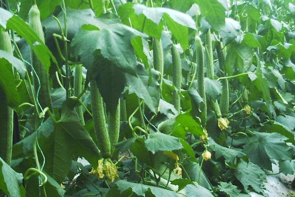 絲瓜的種植時間大概是在什么時候