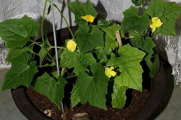 絲瓜的種植時間大概是在什么時候