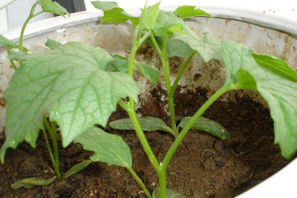 絲瓜的種植時間大概是在什么時候