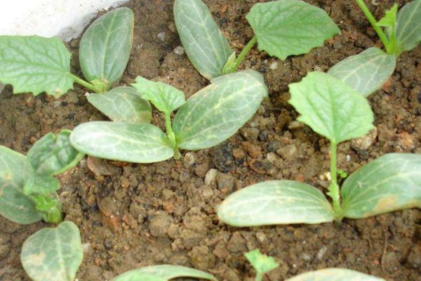 絲瓜的種植時間大概是在什么時候