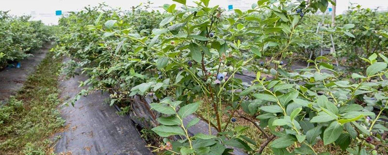 藍莓施肥用什么肥料