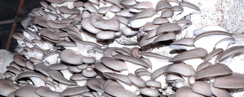 大棚種植什么簡單又賺錢