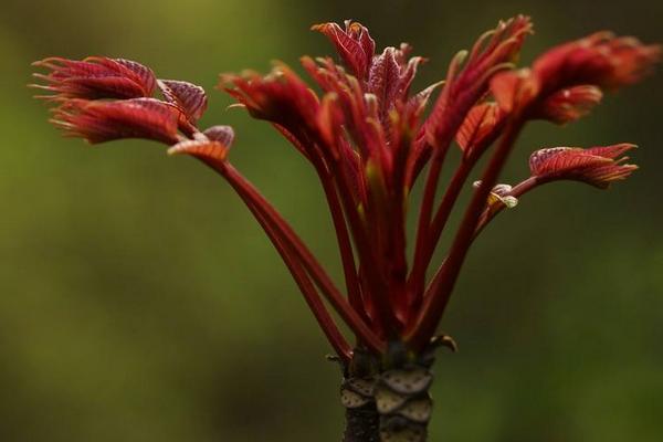 大棚種植什么最簡單