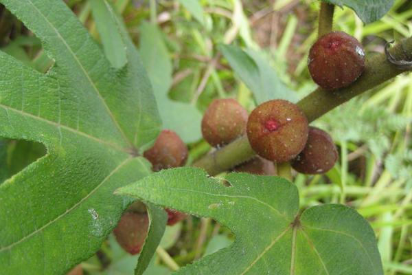 五指毛桃種植每畝產量