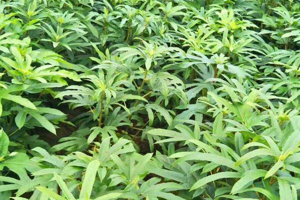 五指毛桃種植每畝產量