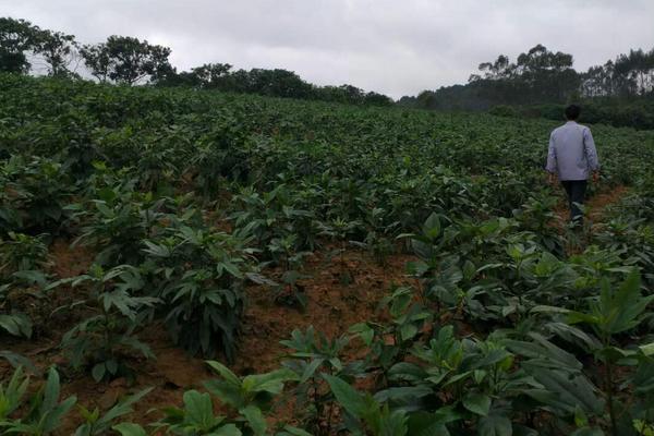 五指毛桃種植每畝產量