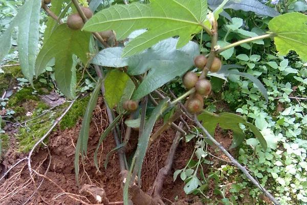 五指毛桃種植每畝產量