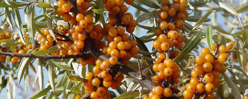 適合內蒙古種植的藥材