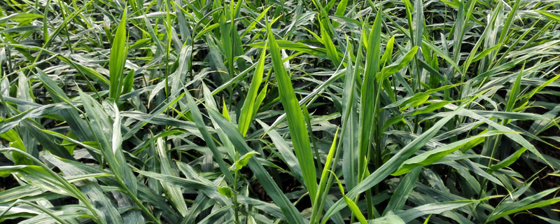 種植生姜用什么肥料