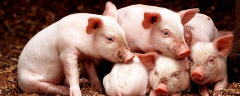 斷奶小豬怎么喂長得快