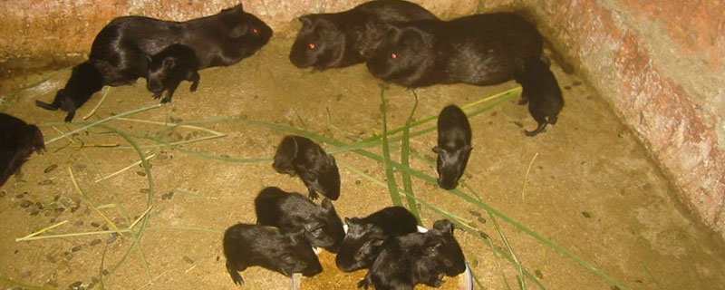 哪里有黑豚苗買